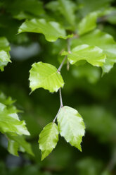 Frische Frühlingsblätter der Buche (Fagus sylvatica) auf einem Zweig, Nahaufnahme - TCF00876