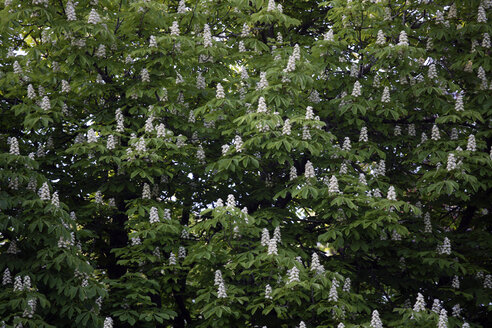 Germany, Bavaria, Ebenhausen, Horse chestnut tree (Aesculus hippocastanum), full frame - TCF00873