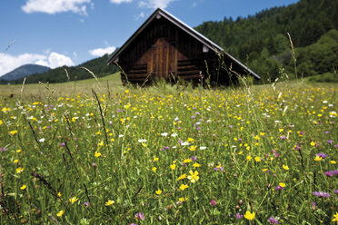 Deutschland, Bayern, Wildblumen im Feld - 08671CS-U