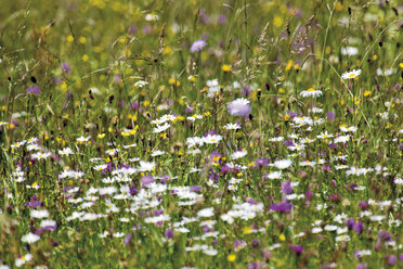 Deutschland, Bayern, Wildblumen im Feld, Vollbild - 08649CS-U