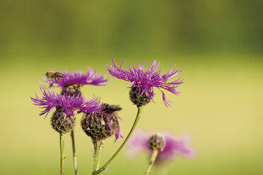 Brown Knapweed Blüten, Nahaufnahme - 08646CS-U