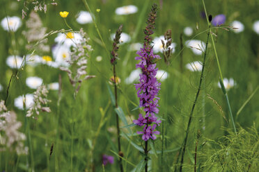 Deutschland, Bayern, Wildblumen im Feld, Nahaufnahme - 08642CS-U