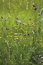 Deutschland, Bayern, Wildblumen im Feld - 08641CS-U