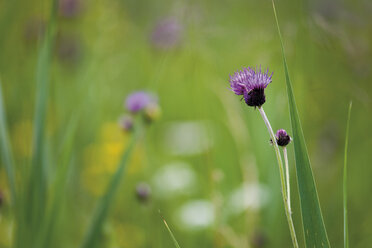 Brown Knapweed Blüten, Nahaufnahme - 08639CS-U