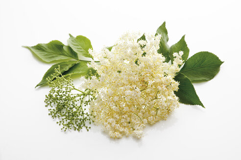 Holunderblüten ( (Sambucus), Nahaufnahme - 08690CS-U