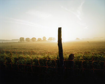 Deutschland, Niedersachsen, Melle, Morgennebel - MSF02256