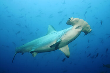 Galapagos Islands, Ecuador, Scalloped Hammerhead shark (Sphyrna lewini), close-up - GNF01034