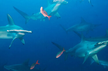 Galapagos Islands, Ecuador, School of Hammerhead sharks - GNF01033