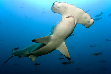 Galapagos Islands, Ecuador, Scalloped Hammerhead shark (Sphyrna lewini) - GNF01032