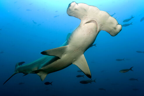 Galapagos-Inseln, Ecuador, Gebogene Hammerhaie (Sphyrna lewini) - GNF01032