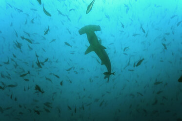 Galapagos-Inseln, Ecuador, Gebogene Hammerhaie (Sphyrna lewini) - GNF01031