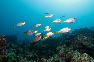 Galapagos Islands, Ecuador, Bigeye snapper (Priacanthidae) - GNF01030