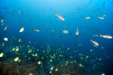 Galapagos Inseln, Ecuador, Riff, Fischschwarm - GNF01028