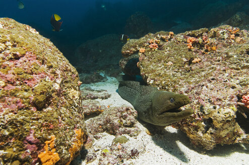 Galapagos-Inseln, Ecuador, Gefleckte Muräne (Gymnothorax) - GNF01027