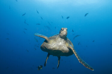 Galapagos-Inseln, Ecuador, Echte Karettschildkröte (Eretmochelys imbricata) - GNF01026