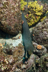 Galapagos-Inseln, Ecuador, Gefleckte Muräne (Gymnothorax), Ansicht von oben - GNF01025