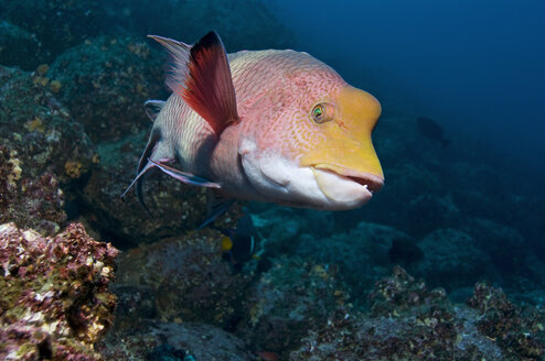 Galapagos-Inseln, Ecuador, Harlekin-Lippfisch (Bodianus clancheri), Nahaufnahme - GNF01024