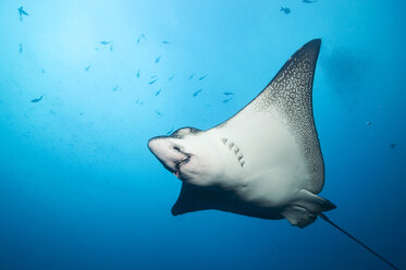 Galapagos Islands, Ecuador, Spotted Eagle Ray (Aeobatus narinari), swimming - GNF01022