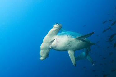 Galapagos-Inseln, Ecuador, Gebogene Hammerhaie (Sphyrna lewini) - GNF01020