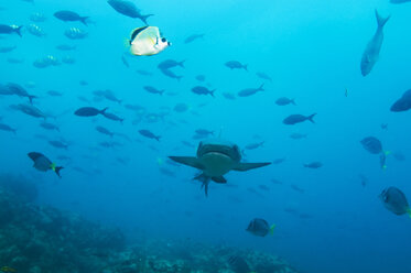 Galapagos-Inseln, Ecuador, Gebogene Hammerhaie (Sphyrna lewini) - GNF01018