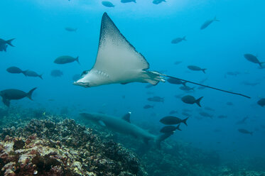 Galapagos Islands, Ecuador, Spotted Eagle Ray (Aeobatus narinari), swimming - GNF01017