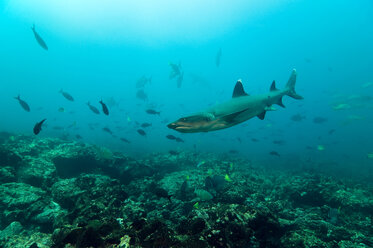 Galapagos-Inseln, Ecuador, Grauer Riffhai (Carcharhinus amblyrhynchos) - GNF01016