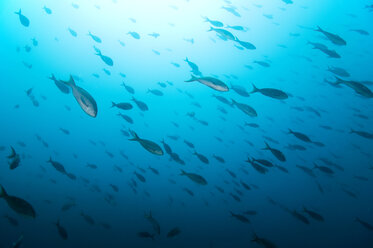 Galapagos-Inseln, Schule der Fische - GNF01015