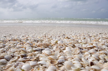 Mexico, Holbox Island, seashells covering white sand beach - GNF01011