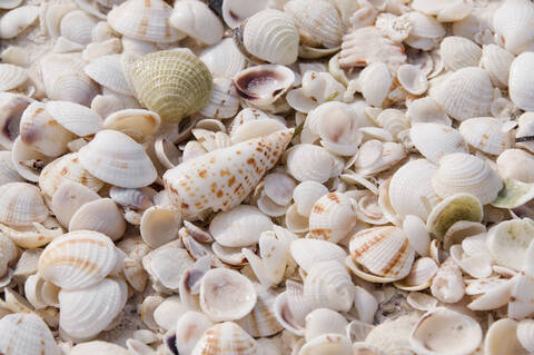 Verschiedene Muscheln, Vollbild, lizenzfreies Stockfoto