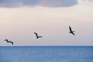 Mexiko, Insel Holbox, Pelikane im Flug - GNF01009