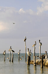 Mexico, Holbox Island, Pelicans sitting on wooden post in ocean - GNF01004