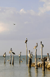Mexiko, Insel Holbox, Pelikane sitzen auf Holzpfosten im Meer - GNF01004