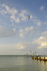 Mexiko, Insel Holbox, Pelikane sitzen auf Holzpfosten im Meer - GNF01003