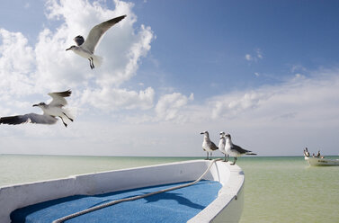 Mexiko, Insel Holbox, Möwen im Flug - GNF01000