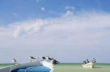 Mexiko, Insel Holbox, Mexiko, Insel Holbox, Möwen und Pelikane sitzen auf Fischerboot - GNF00999