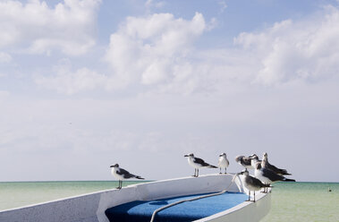 Mexiko, Insel Holbox, Möwen sitzen auf Fischerboot - GNF00997