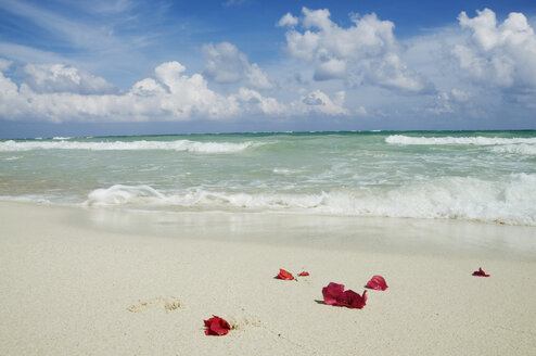 Mexiko, Yucatan, Petals on the beach - GNF00991