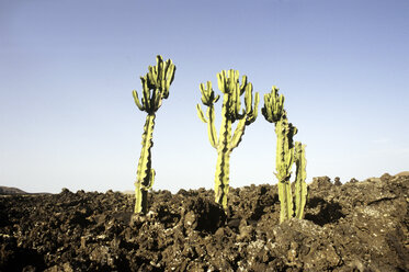 Spanien, Lanzarote, Kanarische Inseln, Landschaft - PMF00588