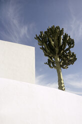 Spanien, Lanzarote, Weißes Gebäude und Kaktus - PM00598