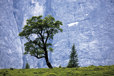 Österreich, Tirol, Bäume an der Felswand - 08839CS-U