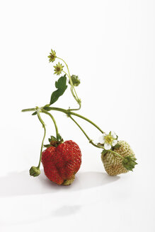 Walderdbeeren, (Fragaria vesca) - 08789CS-U