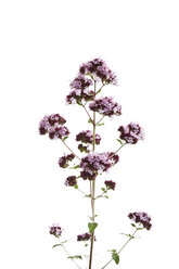 Wilder Majoran (Origanum vulgare) - 08774CS-U