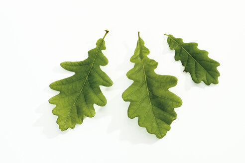 Oak leaves, close-up - 08761CS-U