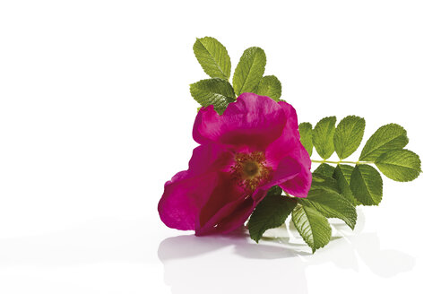 Blüten der Heckenrose (Rosa canina), Nahaufnahme - 08737CS-U