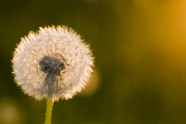 Germany, Bavaria, Dandelion head, close-up - FOF00799