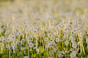 Germany, Bavaria, Dandelion clocks - FOF00793