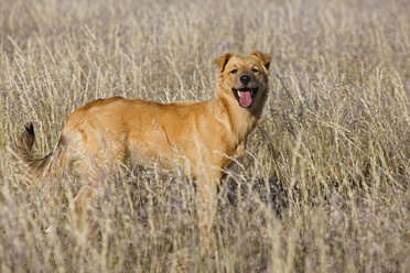 Africa, Namibia, Dog standing in grass, portrait - FOF00831