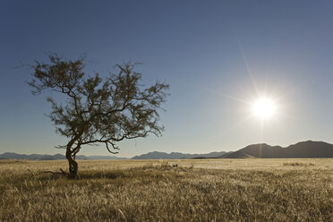 Africa, Namibia, Grass land - FOF00830