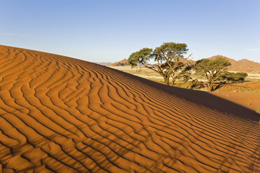 Afrika, Namibia, Namib-Wüste Düne und Baum - FOF00823