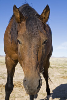 Africa, Namibia, Aus, Wild Horse, portrait, close-up - FOF00819